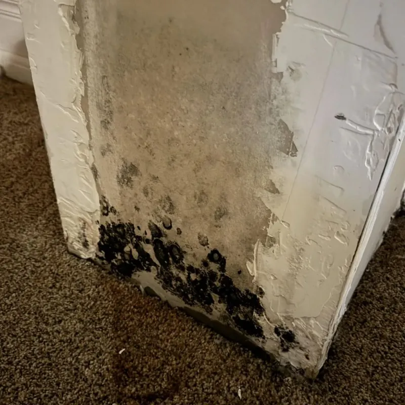 Professional Mold Removal in Clay County, TN